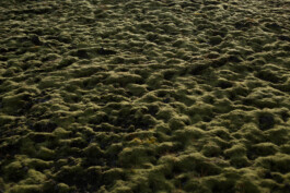 Studio Georg Ostendorff