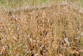 Studio Georg Ostendorff
