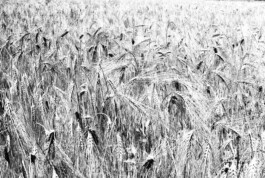 Studio Georg Ostendorff